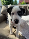 Baked Potato