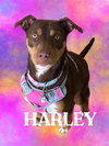 Harley