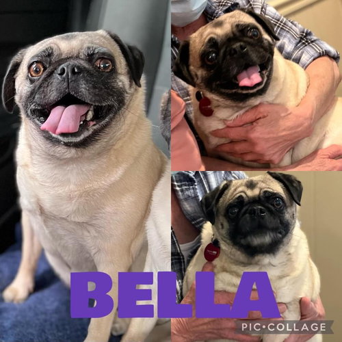Bella Rose
