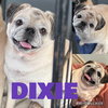 Dixie Lou