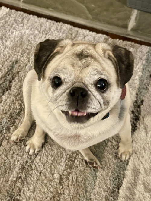Dixie Lou