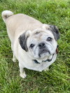 Dixie Lou
