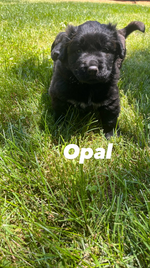 Opal
