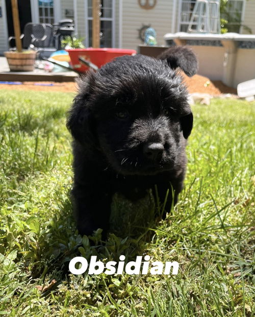 Obsidian