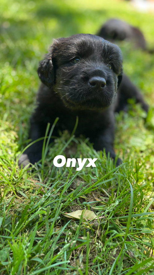 Onyx (Jade pup)