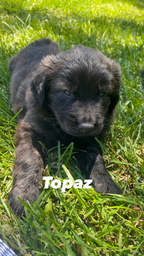 Topaz