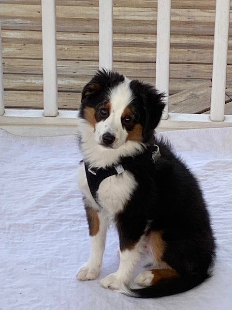 Milo