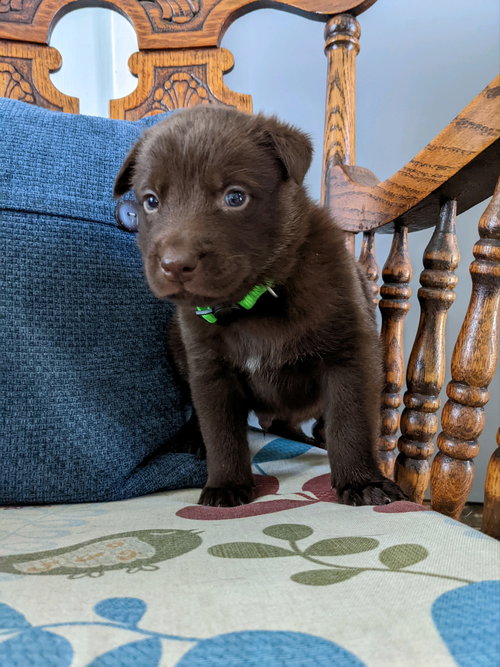 Franklin