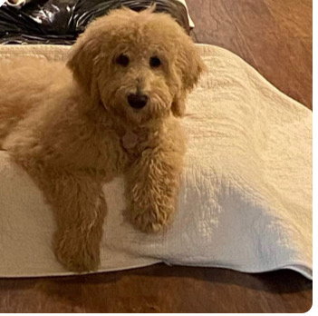 Dolly