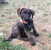 Rex