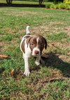 Junior Mint