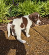 Junior Mint