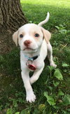 Tofu