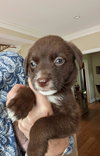 Hershey