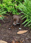 Hershey