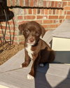 Hershey