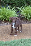Hershey