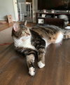 Oscar