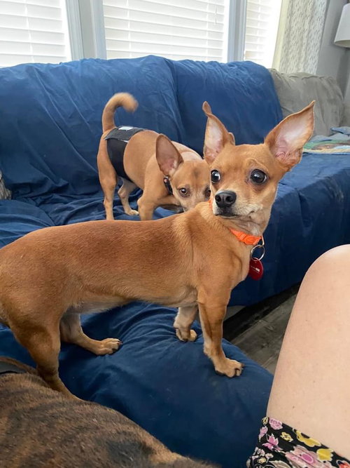 Darla