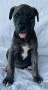 Koda