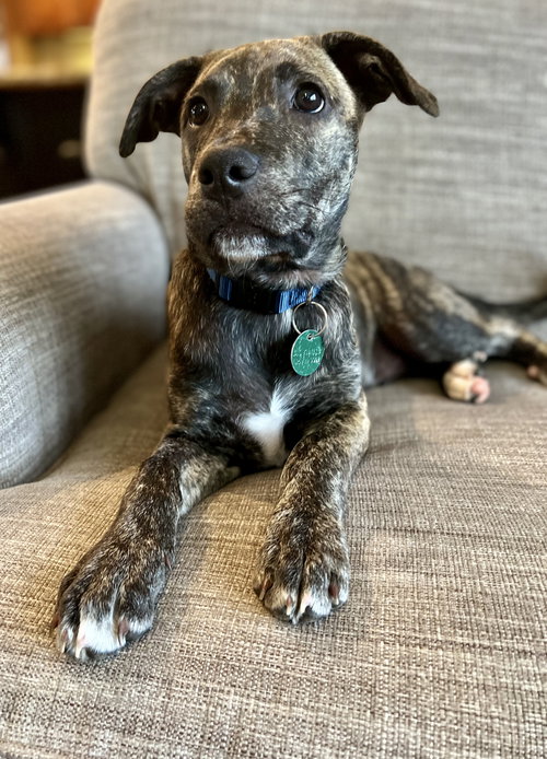 Koda