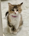 Leilani