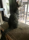 Max