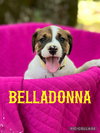 Belladonna