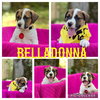 Belladonna