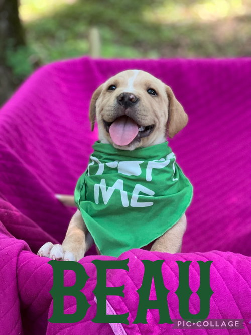 Beau