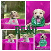 Beau