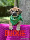 Buckie