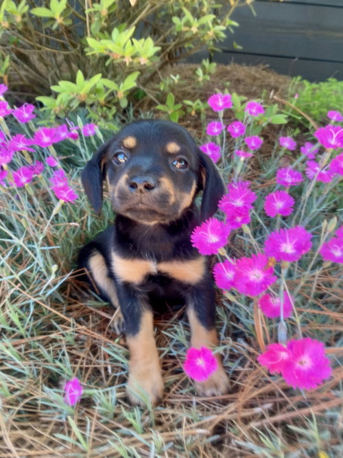 Lily