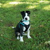 Toby