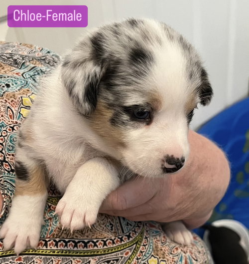 Chloe