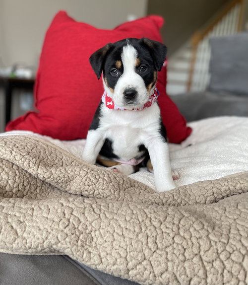 Frankie