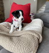 Frankie