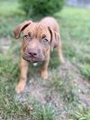 Knox