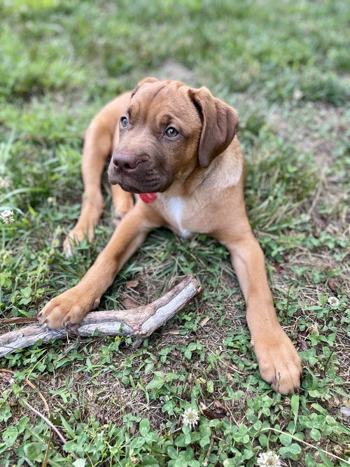 Knox