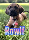 Rowlf