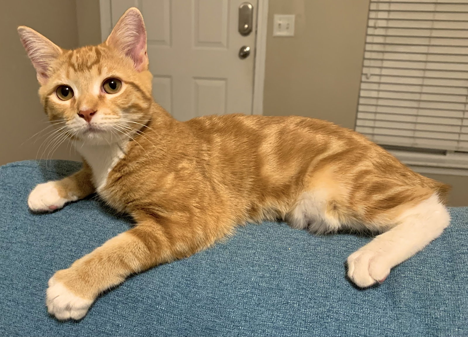 Creamsicle's  Page