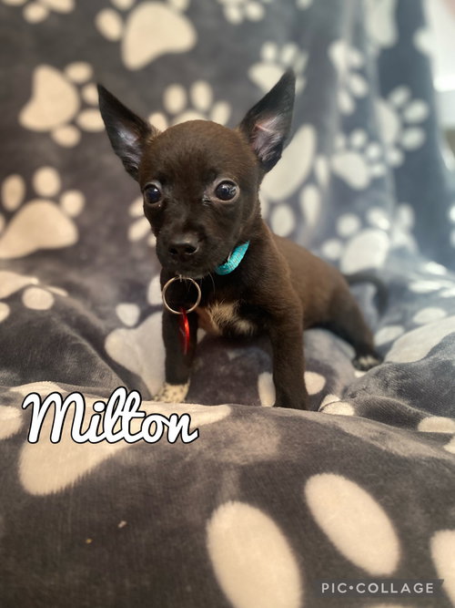 Milton
