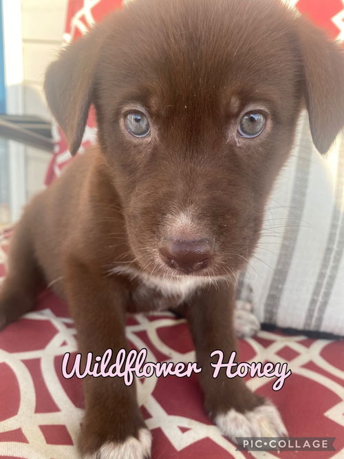 Wildflower Honey