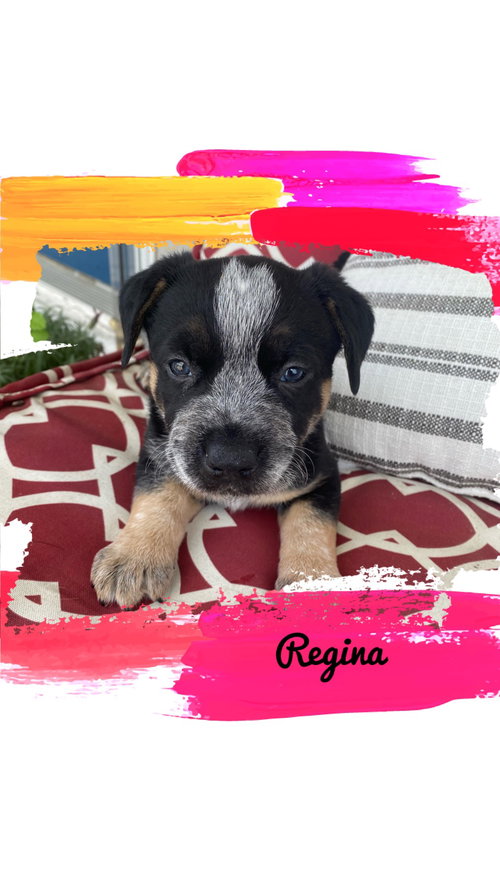 Regina