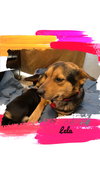 Lela