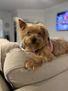 Harper