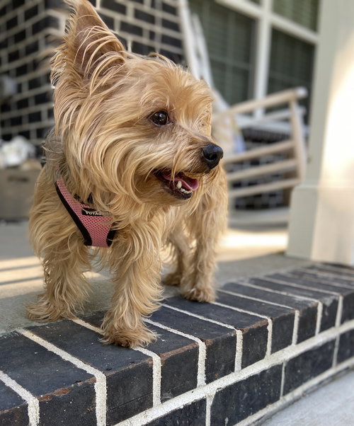Harper