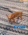 Grim