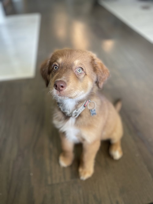 Piper