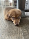 Piper